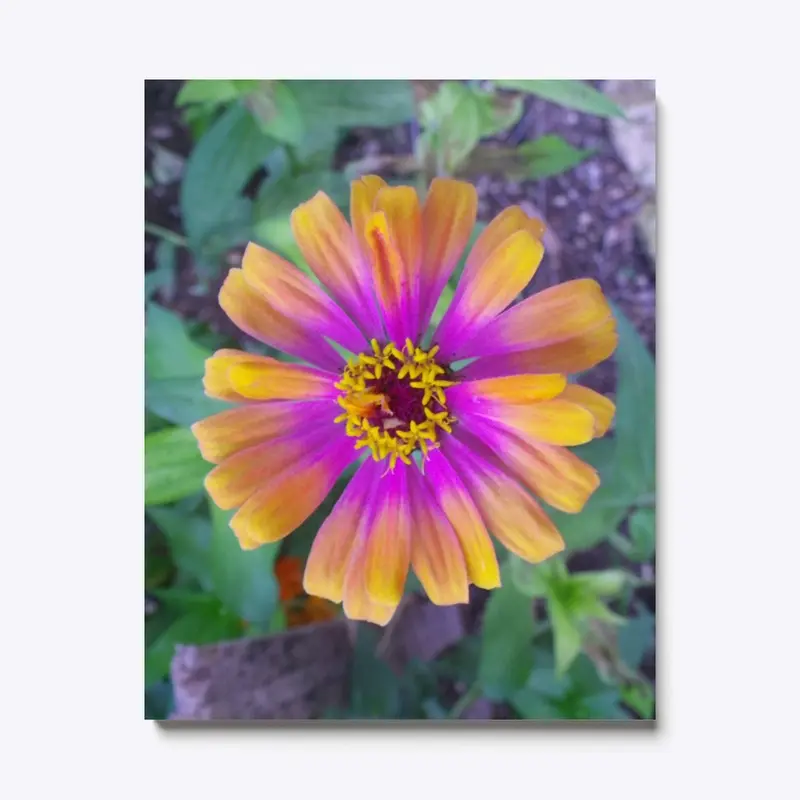 Mystic Eye Zinnia