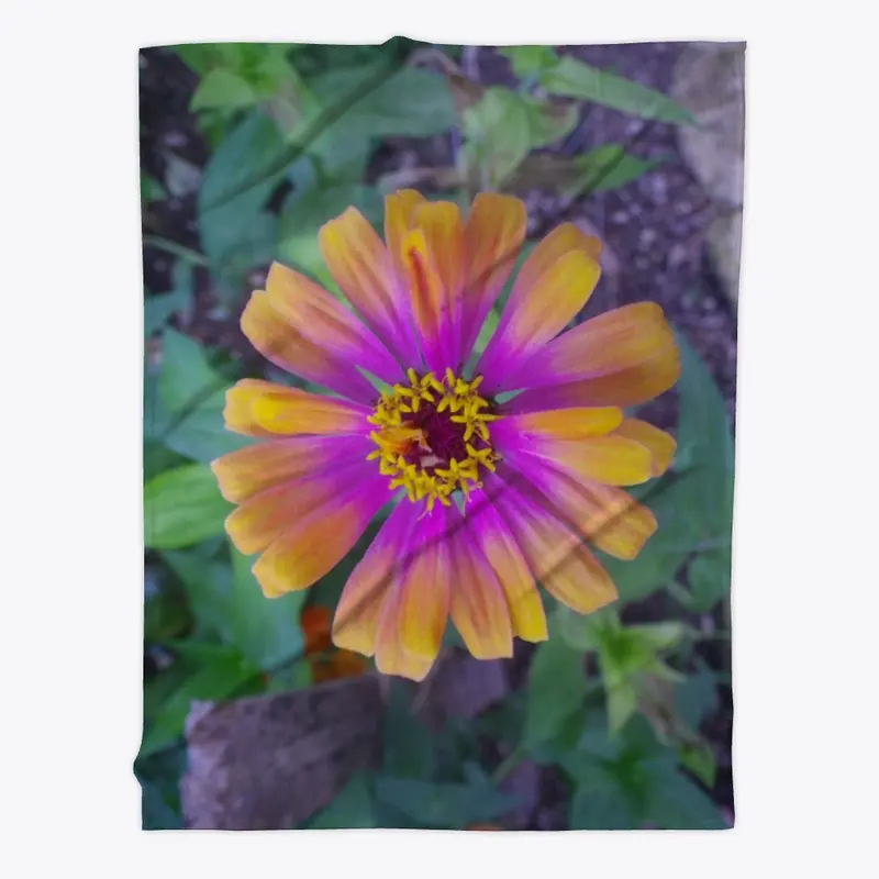 Mystic Eye Zinnia